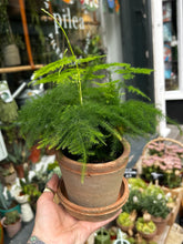 Load image into Gallery viewer, Asparagus plumosus / Asparagus Fern