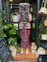 Load image into Gallery viewer, Ceropegia woodii Silver Glory / String of Hearts - 25cm Pot