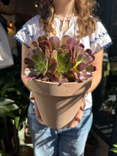 Load image into Gallery viewer, Aeonium arboreum / Tree House Leek