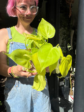 Load image into Gallery viewer, Philodendron hederaceum Neon / Lemon Lime