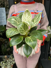 Load image into Gallery viewer, Philodendron Birkin 'White Wave'