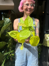 Load image into Gallery viewer, Philodendron hederaceum Neon / Lemon Lime