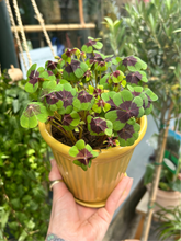Load image into Gallery viewer, Oxalis deppei / Iron Cross Oxalis