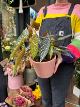 Load image into Gallery viewer, Begonia maculata / Polka Dot Begonia - *Local Delivery or Local Pick Up Only*