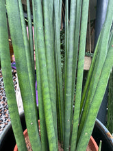 Load image into Gallery viewer, Sansevieria bacularis Mikado / Snake Plant - *Local Delivery or Local Pick Up Only*