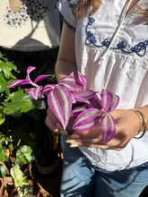 Load image into Gallery viewer, Tradescantia Pink Paradise / Inch Plant - 6cm Pot