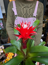 Load image into Gallery viewer, Guzmania Hope / Bromeliad