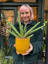 Load image into Gallery viewer, Sansevieria cylindrica Skyline / Snake Plant
