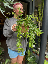 Load image into Gallery viewer, Hoya lanceolata Bella / Wax plant