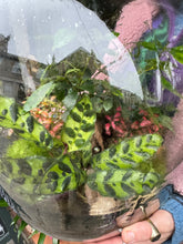 Load image into Gallery viewer, XXL Ficus microcarpa Ginseng Sealed Terrarium - *Local Delivery or Local Pick Up Only*