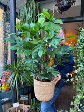 Load image into Gallery viewer, Philodendron pedatum / Oak Leaf Philodendron on Moss Pole - *Local Delivery or Local Pick Up Only* (Copy)