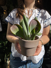 Load image into Gallery viewer, Kalanchoe luciae Oricula / Oricula Paddle Plant