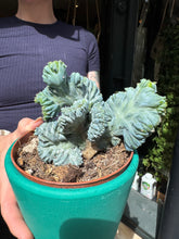 Load image into Gallery viewer, Myrtillocactus geometrizans Cristata / Crested Blue Flame