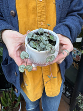 Load image into Gallery viewer, Ceropegia woodii / String of Hearts - 6cm Pot