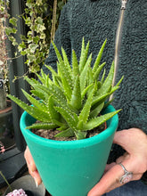 Load image into Gallery viewer, Aloe vera 'Verini'