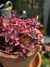 Load image into Gallery viewer, Oxalis spiralis vulcanicola 'Plum Crazy'
