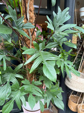 Load image into Gallery viewer, Philodendron pedatum / Oak Leaf Philodendron on Moss Pole - *Local Delivery or Local Pick Up Only*