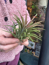 Load image into Gallery viewer, Tillandsia ionantha Rubra / Airplant