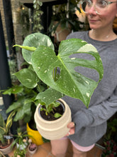 Load image into Gallery viewer, Monstera Thai Constellation / Variegated Cheese Plant