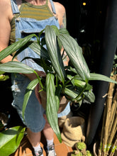 Load image into Gallery viewer, Epipremnum amplissimum Silver / Silver Streak / Silver Stripe