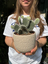 Load image into Gallery viewer, Opuntia microdasys Albispina - Bunny Ear Cactus