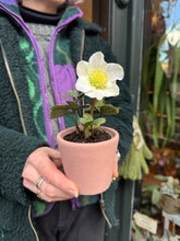 Load image into Gallery viewer, Helleborus niger Christmas Carol / Hellebore / Christmas Rose