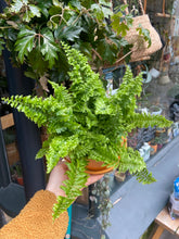 Load image into Gallery viewer, Nephrolepis exaltata Vitale / Boston Fern