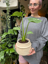Load image into Gallery viewer, Monstera Thai Constellation / Variegated Cheese Plant
