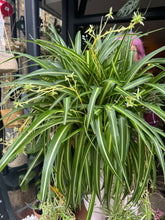 Load image into Gallery viewer, Chlorophytum comosum Variegatum / Spider Plant XL