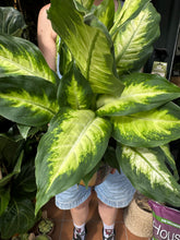 Load image into Gallery viewer, Dieffenbachia Camilla / Dumb Cane