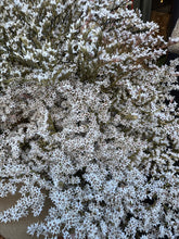 Load image into Gallery viewer, Dried Tataricum - Price Per Bunch