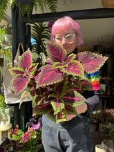 Load image into Gallery viewer, Coleus Ruby Road / Painted Nettle