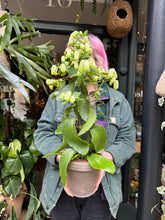 Load image into Gallery viewer, Kalanchoe pinnata / Magic Bells / Cathedral Bells
