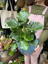 Load image into Gallery viewer, Philodendron 'Grizzly'