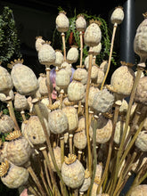 Load image into Gallery viewer, Dried Papaver / Poppy - Price Per Bunch