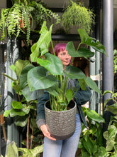 Load image into Gallery viewer, Monstera deliciosa / Cheese Plant - 19cm Pot - *Local Delivery or Local Pick Up Only*
