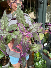 Load image into Gallery viewer, Gynura aurantiaca / Purple Passion Plant