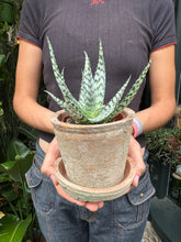Load image into Gallery viewer, Aloe vera Bronze Lizard / Lizard Lips
