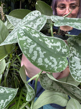 Load image into Gallery viewer, Epipremnum pictus Trebie / Satin Pothos