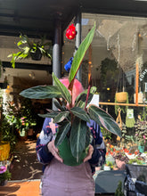 Load image into Gallery viewer, Stromanthe sanguinea Triostar / Prayer Plant