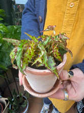 Load image into Gallery viewer, Begonia amphioxus / Elongated Begonia