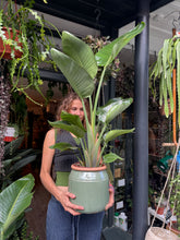 Load image into Gallery viewer, Strelitzia nicolai / Bird of Paradise - 19cm Pot - *Local Delivery or Local Pick Up Only*