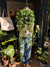 Load image into Gallery viewer, Cissus striata / Parthenocissus / Miniature Grape Ivy / Verona Vein - 19cm Pot