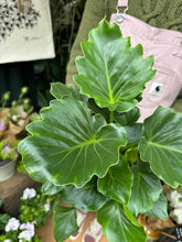 Load image into Gallery viewer, Philodendron 'Grizzly'