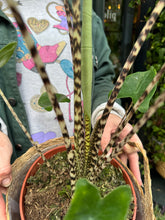 Load image into Gallery viewer, Alocasia zebrina / Elephant Ear - *Local Delivery or Local Pick Up Only*