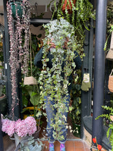 Load image into Gallery viewer, Hedera helix Eva / Variegated Ivy