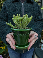 Load image into Gallery viewer, Crassula marnieriana Mini / Worm Plant
