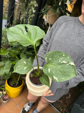 Load image into Gallery viewer, Monstera Thai Constellation / Variegated Cheese Plant