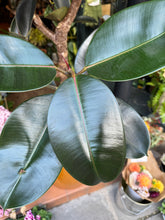 Load image into Gallery viewer, Ficus elastica Burgundy Tree / Rubber Plant - *Local Delivery or Local Pick Up Only*