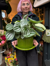 Load image into Gallery viewer, Peperomia argyreia / Watermelon Peperomia - 15cm Pot - *Local Delivery or Local Pick Up Only*